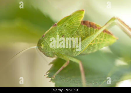 Un bambino maggiore angolo-wing katydid (Microcentrum rhombifolium) camouflage tra le foglie di rose. Foto Stock