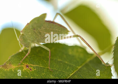 Un bambino maggiore angolo-wing katydid (Microcentrum rhombifolium) camouflage tra le foglie di rose. Foto Stock