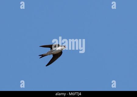 Casa martin (Delichon urbicum) volando sopra la testa con la presenza di insetti nel suo becco per alimentare i suoi pulcini con, Lacock, Wiltshire, Regno Unito, Giugno. Foto Stock