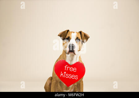 Staffordshire terrier cucciolo pone in studio lo sfondo con il giorno di san valentino segno sulle spalle. Foto Stock