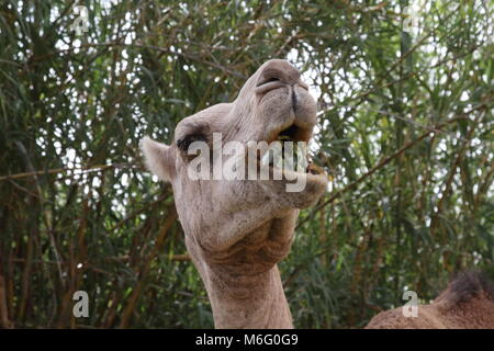 La masticazione del cammello Foto Stock