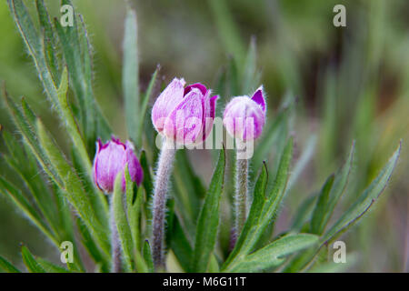 Cut-foglia (Anemone Anemone multifida). Foto Stock