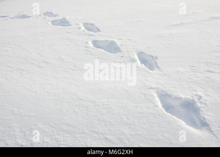 Una scia di orme attraverso la fresca neve profonda