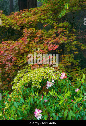 Azalea, acero giapponese, Fern Canyon giardino, Mill Valley, California Foto Stock