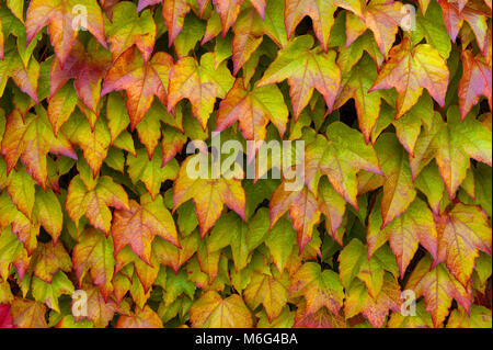 Boston Ivy, Parthenocissus tricuspidata, Veitchii, Mill Valley, Marin County, California Foto Stock