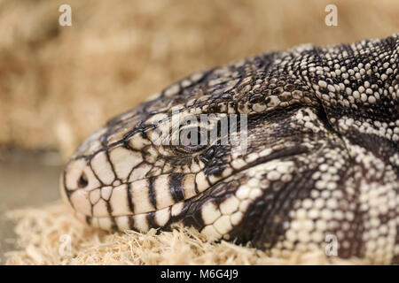 Grande adulti tegu, close-up verticale. Bianco e nero tegu, chiamato anche il gigante argentino tegu. Alta rettile intelligente. Foto Stock