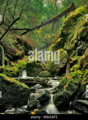 La cataratta Creek Canyon di cataratta, Monte Tamalpais, Marin County, California Foto Stock