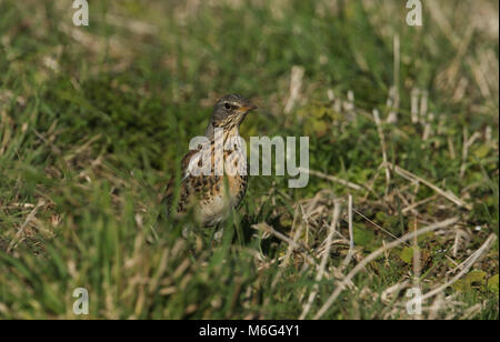 Un incredibile Allodole Cesene Beccacce (Turdus pilaris) appollaiato sul terreno. È stato a caccia di lombrichi per mangiare nell'erba. Foto Stock