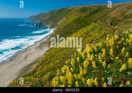 Albero giallo Lupin, Tomales Point, Point Reyes National Seashore, Marin County, California Foto Stock