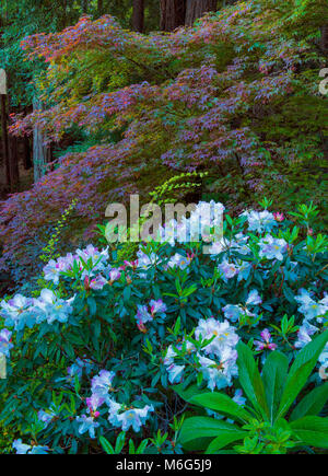 Azalea, acero giapponese, Fern Canyon giardino, Mill Valley, California Foto Stock