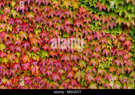 Boston Ivy, Parthenocissus tricuspidata, Veitchii, Mill Valley, California Foto Stock