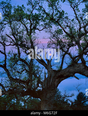 Calare della luna, Coast Live Oak, Los Padres National Forest, Big Sur, Monterey County, California Foto Stock