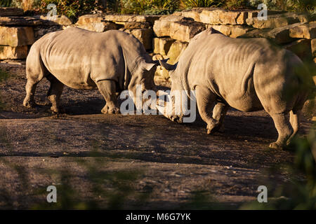 Due rinoceronti combattimenti in polvere al tramonto in Dublin City Zoo, Irlanda Foto Stock