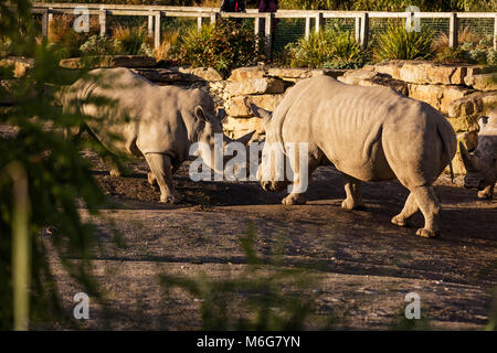 Due rinoceronti combattimenti in polvere al tramonto in Dublin City Zoo, Irlanda Foto Stock