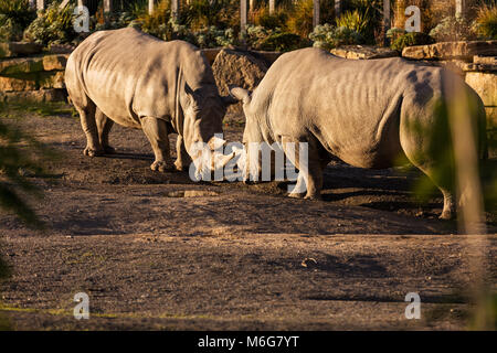 Due rinoceronti combattimenti in polvere al tramonto in Dublin City Zoo, Irlanda Foto Stock