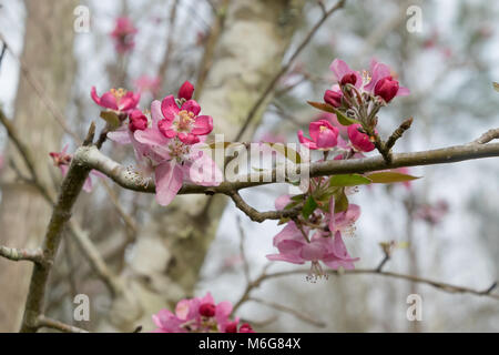 Un vicino fino alla cattura dei fiori su un southern crabapple tree nel tardo inverno. Foto Stock