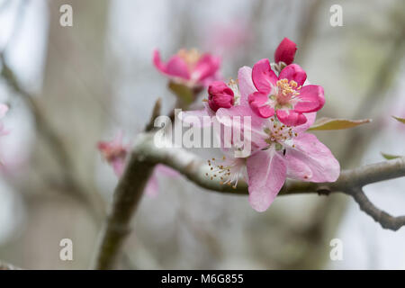 Un vicino fino alla cattura dei fiori su un southern crabapple tree nel tardo inverno. Foto Stock