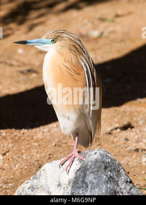 Sgarza ciuffetto - Ardeola ralloides - piccolo uccello chunky Foto Stock