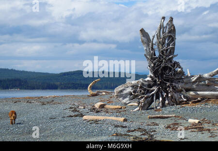 Cane passeggiando davanti a un grande bosco di drift lavato fino su Malcolm Island Beach. Foto Stock