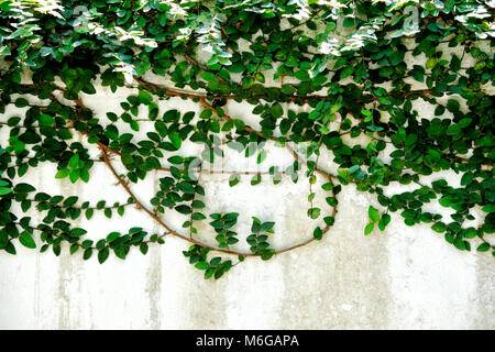 Vite verde o pianta rampicante sul bianco muro di cemento Foto Stock