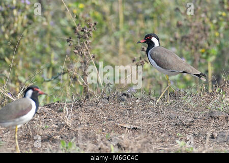 Gli uccelli: Coppia di Red Wattled Pavoncella alla ricerca di cibo Foto Stock