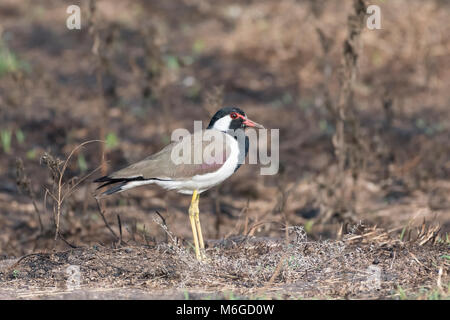 Bird: Rosso Wattled Pavoncella in piedi su una gamba Foto Stock