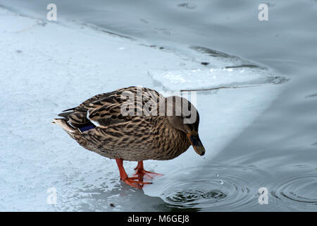 Femmina Mallard duck con gocciolamento di acqua da Bill, in piedi sul ghiaccio. Foto Stock