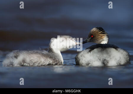 Svasso argenteo alimentazione di un bambino in un lago di acqua dolce, Isole Falkland. Foto Stock