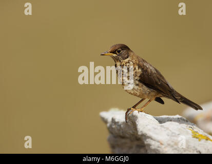 Close up tordo Falkland si appollaia su una pietra, Isole Falkland. Foto Stock