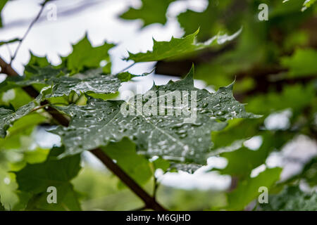 Primo piano foglia verde di acero albero coperto con piogge pulite appeso sul ramo nel parco Foto Stock