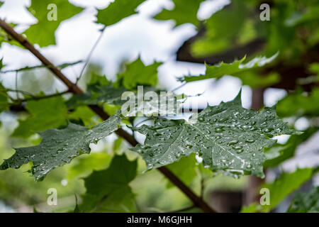 Primo piano foglia verde di acero albero coperto con piogge pulite appeso sul ramo nel parco Foto Stock