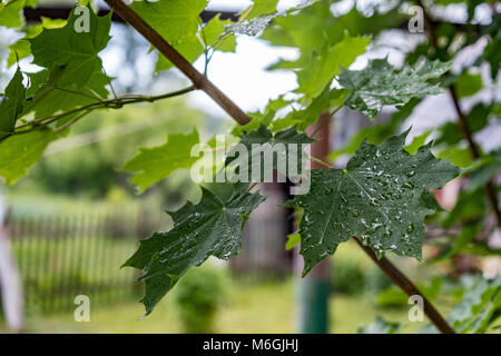 Primo piano foglia verde di acero albero coperto con piogge pulite appeso sul ramo nel parco Foto Stock