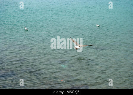 Flying seagull sul mare al largo della costa della Croazia Foto Stock