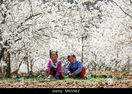 Weining, della Cina di Guizhou. 3 Mar, 2018. I bambini giocano in giardino di ciliegio in Longjie township di Weining County, a sud-ovest della Cina di Guizhou, 3 marzo 2018. Credito: Egli Huan/Xinhua/Alamy Live News Foto Stock