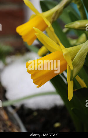 Lurgan, Irlanda del Nord. 04 marzo 2018. Regno Unito - previsioni del tempo - un lento scongelamento è in corso in Irlanda del Nord. Il daffodils in miniatura torna in vista. Credito: David Hunter/Alamy Live News. Foto Stock