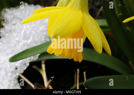 Lurgan, Irlanda del Nord. 04 marzo 2018. Regno Unito - previsioni del tempo - un lento scongelamento è in corso in Irlanda del Nord. Il daffodils in miniatura torna in vista. Credito: David Hunter/Alamy Live News. Foto Stock