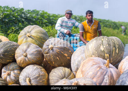L'Arial Beel (acqua) corpo di Munshiganj è famosa per la produzione di tipi speciali di grandi dimensioni di zucca dolce; i produttori locali stanno compiendo un enorme profitto. Quelle zucche è coltivato e prodotto in Arial Beel in ogni anno. Ciascuna della zucca che è di dimensioni di circa 40 kg a 120 kg, i produttori vendono ogni della grande zucca a Tk 3.000 a 6.000. Le zucche vengono inviati a Karwan Bazar e shaympur Bazar del capitale Dhaka sui carrelli o imbarcazioni locali. Soprattutto la più grande zucca dolce è stato coltivato su 527 ettari di terra qui su questo anno e di quelli, 260 ettari sono stati coltivati in Sreenagar fino Foto Stock