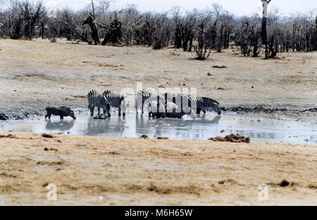 Mandria di zebre (Equus Burchellii) bere in un waterhole, Parco Nazionale di Hwange, Zimbabwe Africa Foto Stock