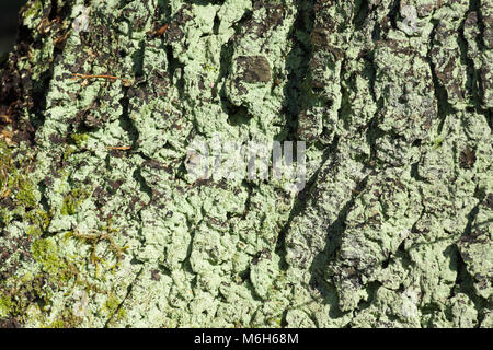 Monconi da abbattuti gli alberi in una foresta di pini Foto Stock