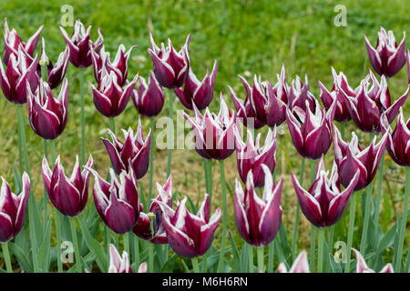 "Rajka' Trionfo Tulip, Triumftulpan (Tulipa gesneriana) Foto Stock