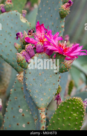 Coda di castoro, Cactus Bäversvanskaktus (Opuntia basilaris) Foto Stock