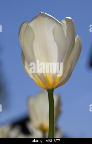 "Purissima, Bianco Imperatore' Fosteriana Tulip, Kejsartulpan (Tulipa fosteriana-ibrido ) Foto Stock
