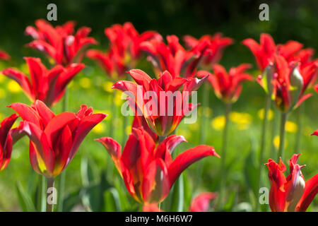 'Rosso' Springgreen Viridiflora Tulip, Viridifloratulpan (Tulipa gesneriana) Foto Stock