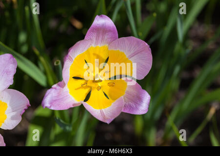 "Meraviglia lilla' tulipani botanici, Kretatulpan (Tulipa saxatilis) Foto Stock