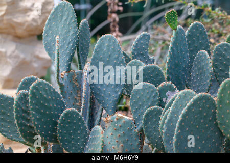 Coda di castoro, Cactus Bäversvanskaktus (Opuntia basilaris) Foto Stock