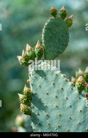 Coda di castoro, Cactus Bäversvanskaktus (Opuntia basilaris) Foto Stock