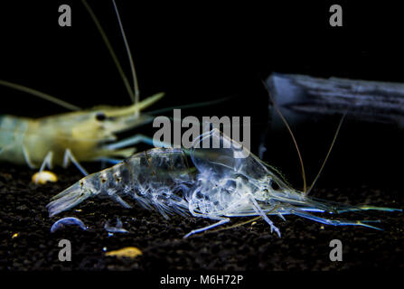 Gigante di gamberi di acqua dolce ( MACROBRACHIUM ROSENBERGII ) Giovani gamberetti molt. Animalia unito , Arthropoda phylum , classe Malacostraca Foto Stock