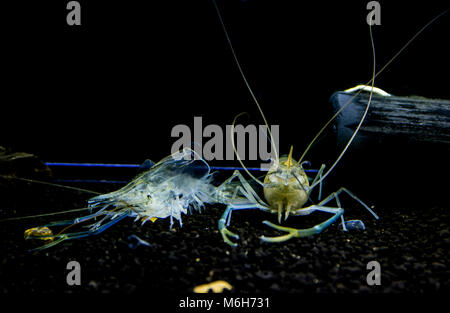 Gigante di gamberi di acqua dolce ( MACROBRACHIUM ROSENBERGII ) Giovani gamberetti molt. Animalia unito , Arthropoda phylum , classe Malacostraca Foto Stock