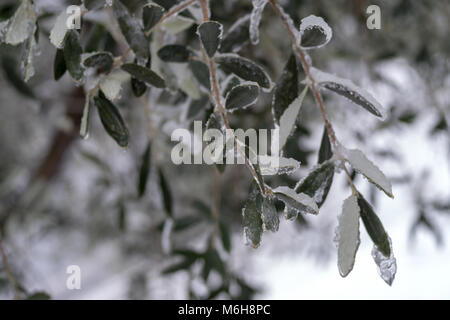 Rami di ulivo ricoperto di ghiaccio dopo la pioggia di congelamento Foto Stock