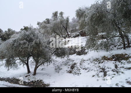 Coperta di neve uliveto in provincia di Imperia, Italia Foto Stock